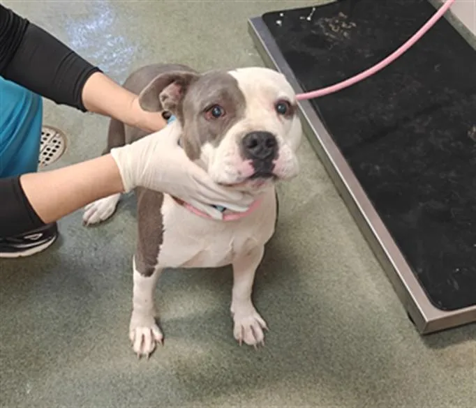 An adult large-sized female Mixed Breed dog named Betty for adoption in Santa Fe, NM
