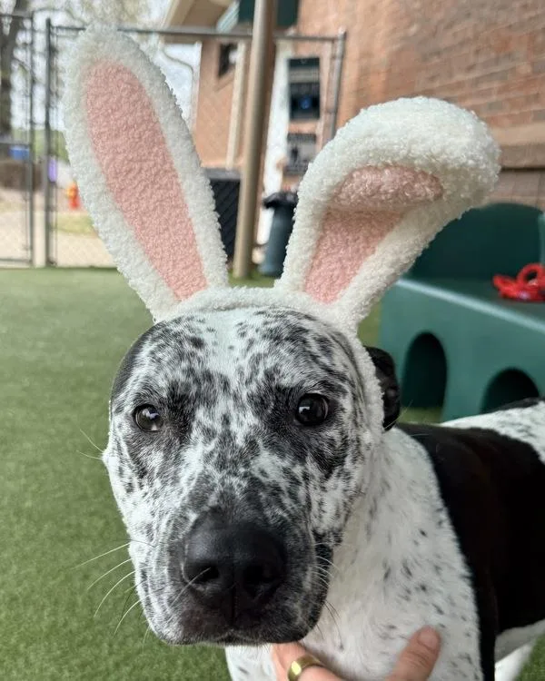 Jellybean thumbnail 2