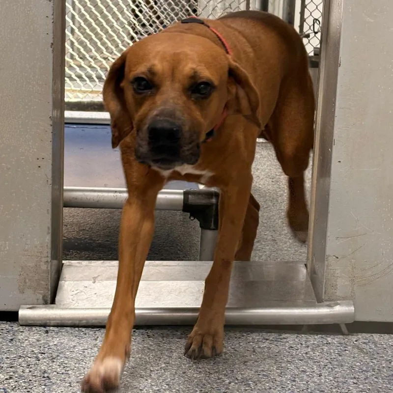An adult medium-sized female Mixed Breed dog named Scarlet for adoption in Greenville, SC