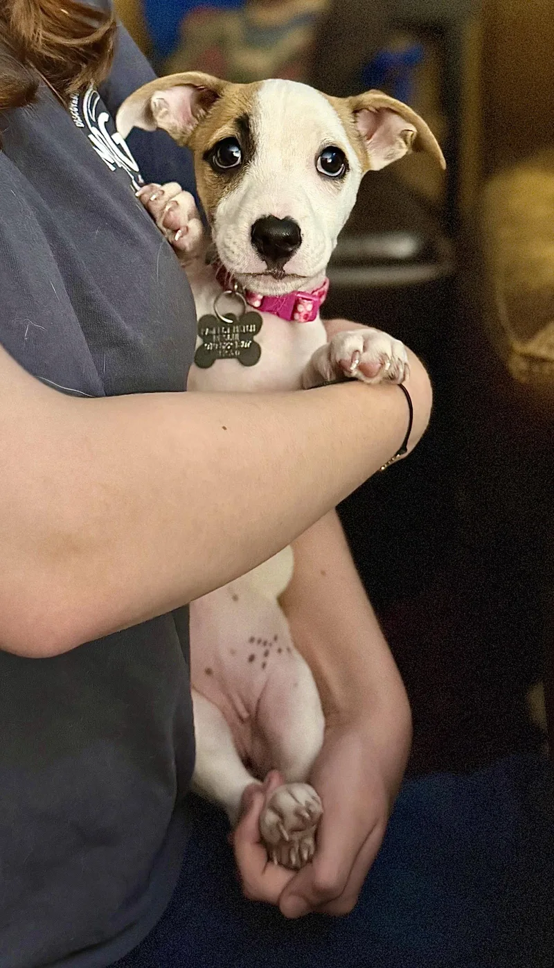 A baby small-sized female Chihuahua dog named Vote for my Name for adoption in Holly Springs, NC