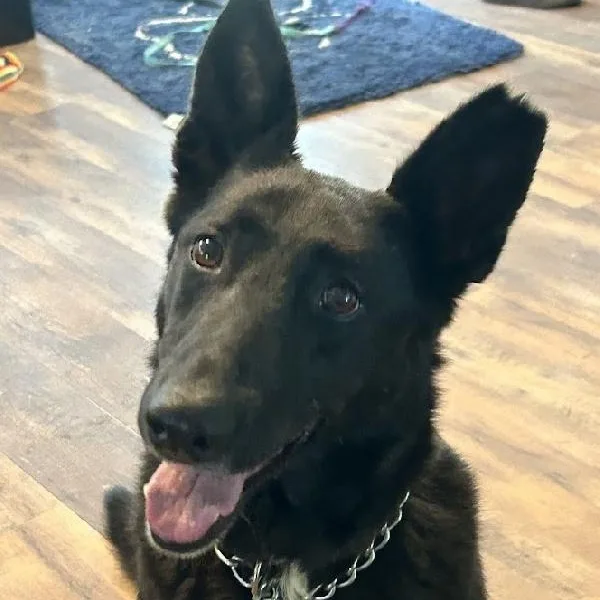 An adult medium-sized female Black German Shepherd Dog dog named Penny for adoption in Scottsburg, IN