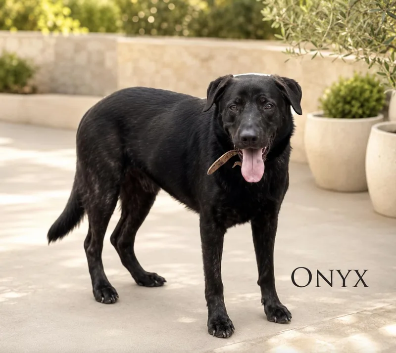 Onyx