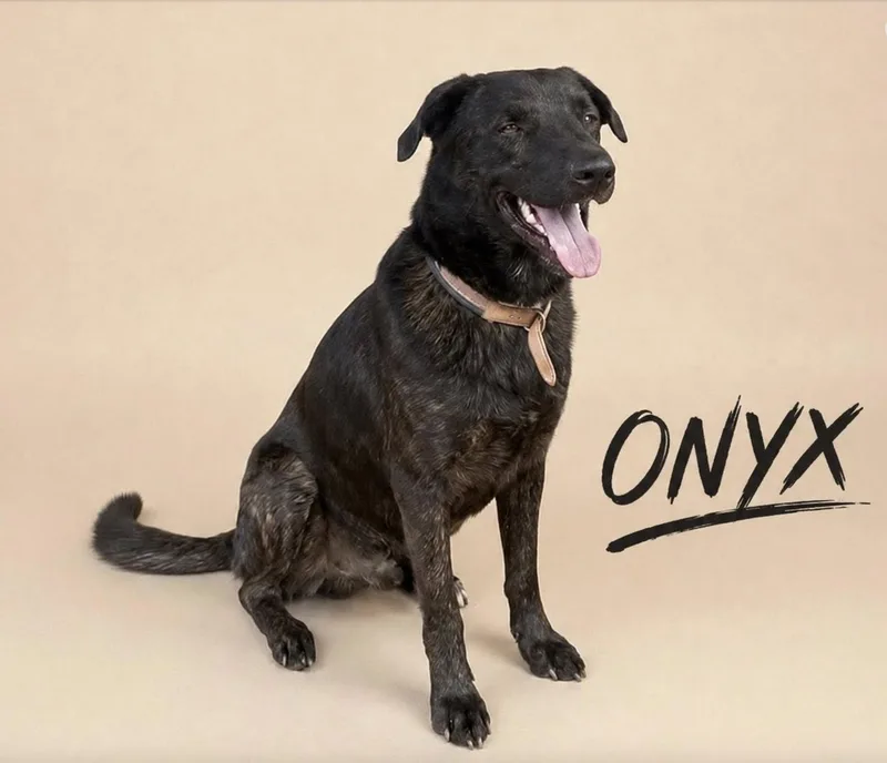 Onyx thumbnail 4