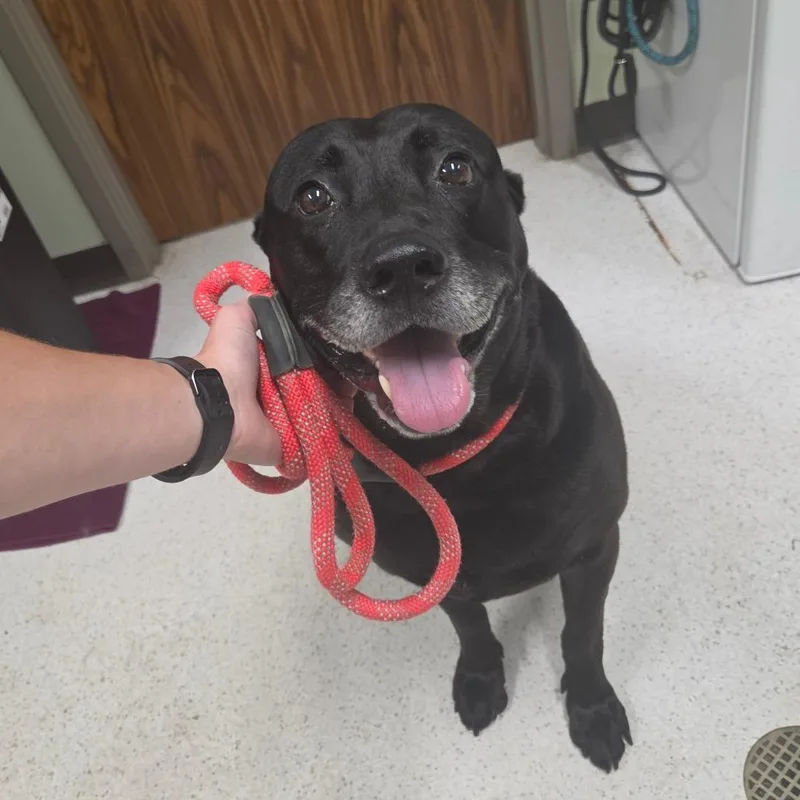 An adult large-sized male Black Labrador Retriever dog named Barry for adoption in Binghamton, NY