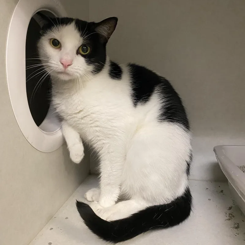 An adult medium-sized female Black Domestic Short Hair cat named Lina for adoption in Dayton, OH