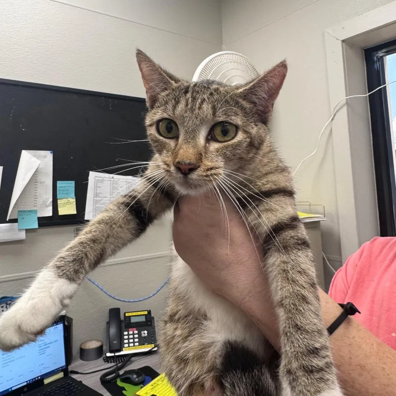 A young medium-sized female Brown / Chocolate Domestic Short Hair cat named Justine for adoption in Columbiana, AL