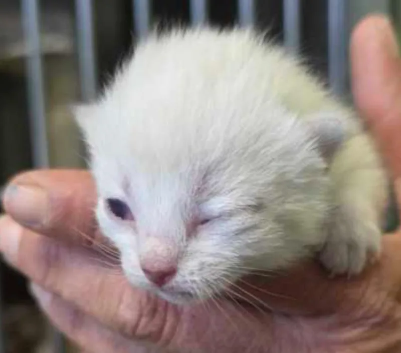 A baby small-sized female White Domestic Short Hair cat named Lionel for adoption in Marshall, NC