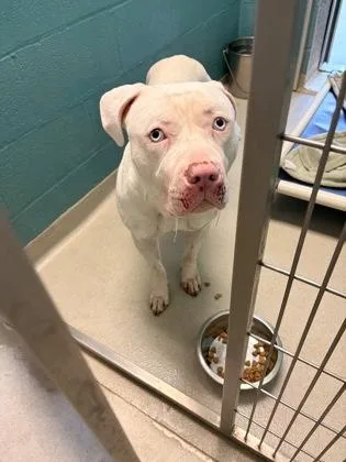 An adult large-sized female Mixed Breed dog named Azula for adoption in Fallston, MD