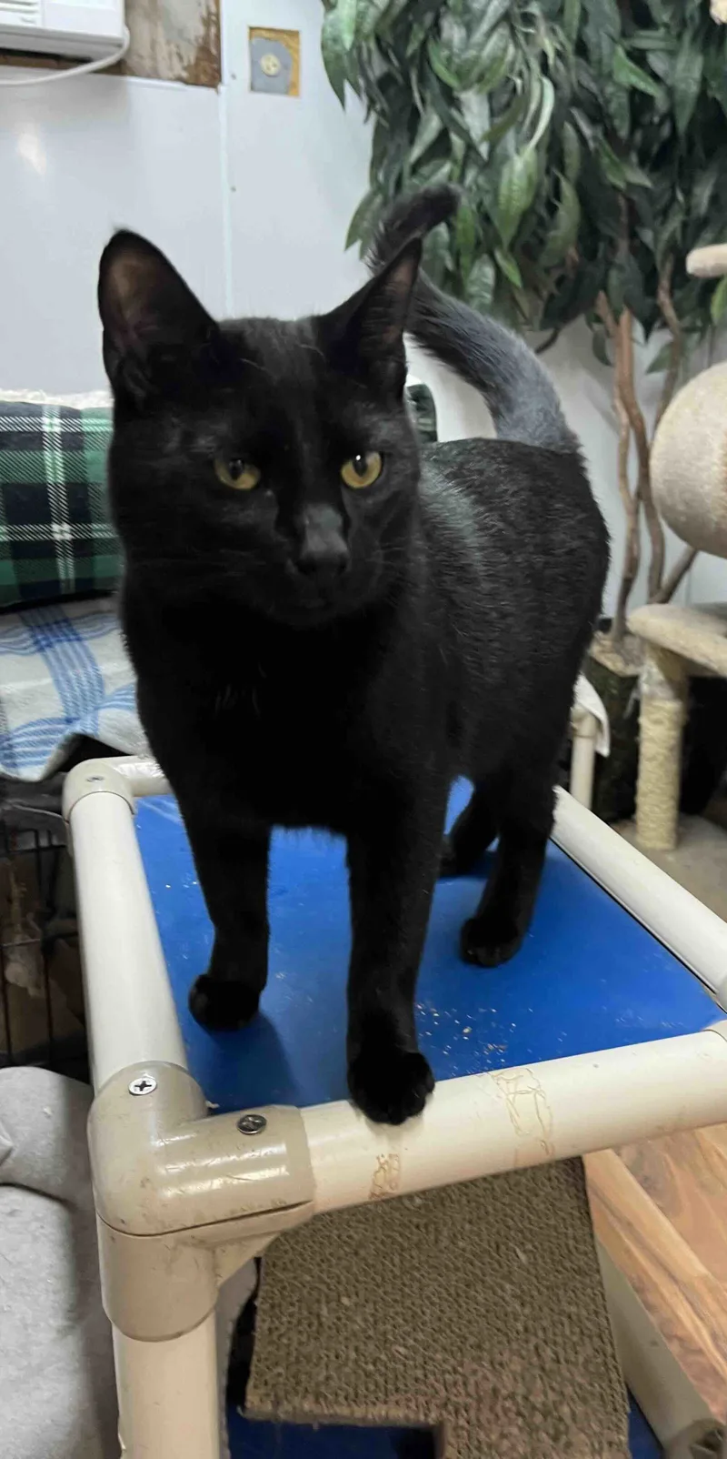 A young small-sized female Black Bombay cat named Mathilda for adoption in Shreveport, LA