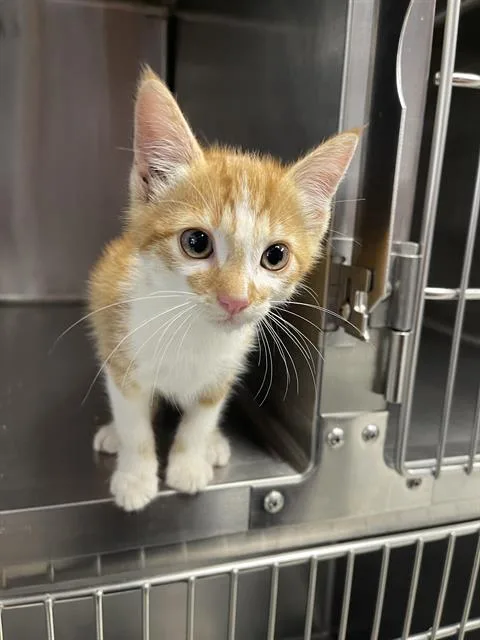 A baby small-sized male Domestic Short Hair cat named Dusty for adoption in Santa Cruz, CA