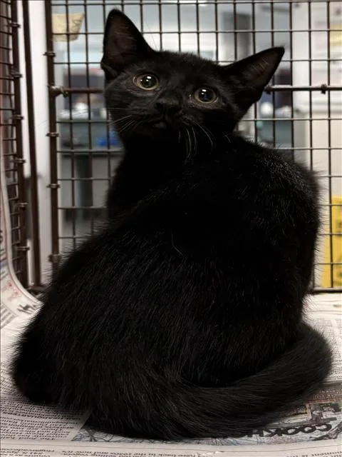 A baby medium-sized female Domestic Short Hair cat named Bernadette for adoption in Chatsworth, CA