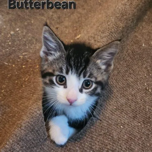 Butterbean thumbnail 2