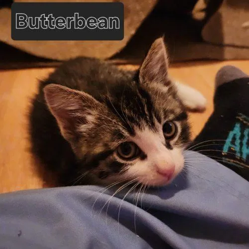 Butterbean thumbnail 4