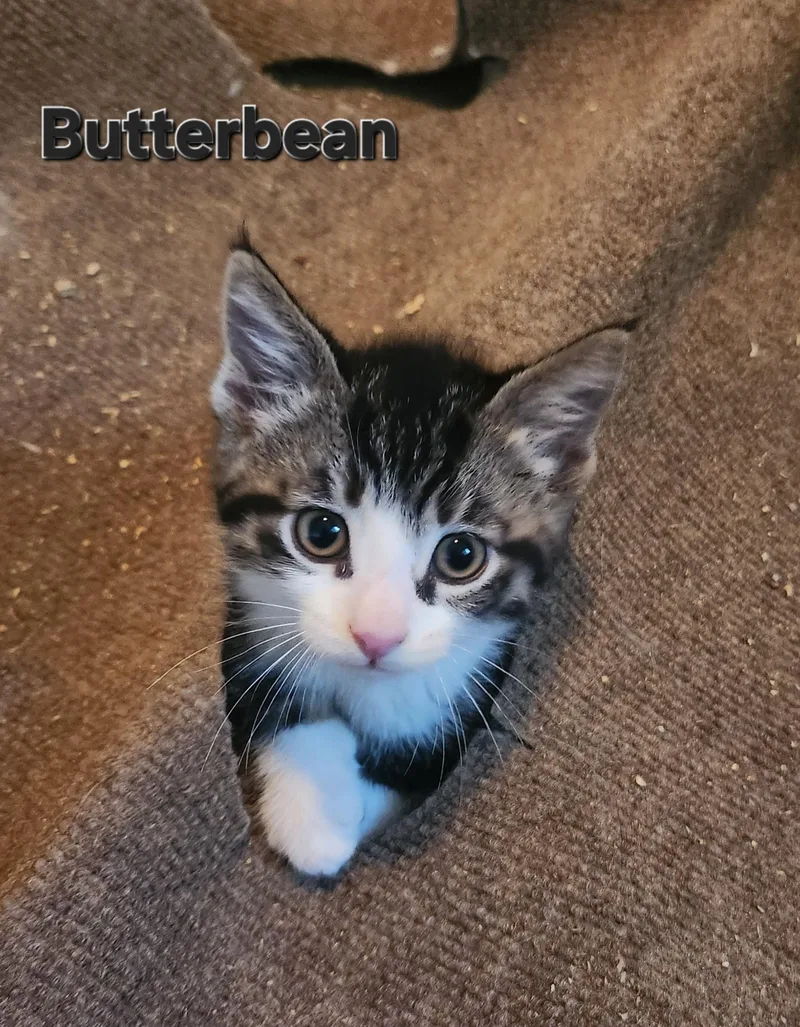 Butterbean thumbnail 5