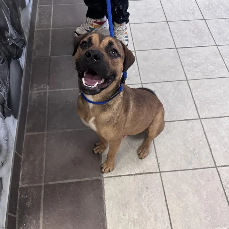 An adult large-sized male Brown / Chocolate Mixed Breed dog named StrayArmourRoad for adoption in Columbus, GA