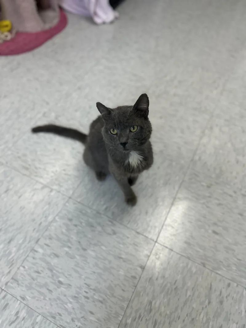 An adult medium-sized male Gray / Blue / Silver Russian Blue cat named Hook for adoption in Bardstown, KY