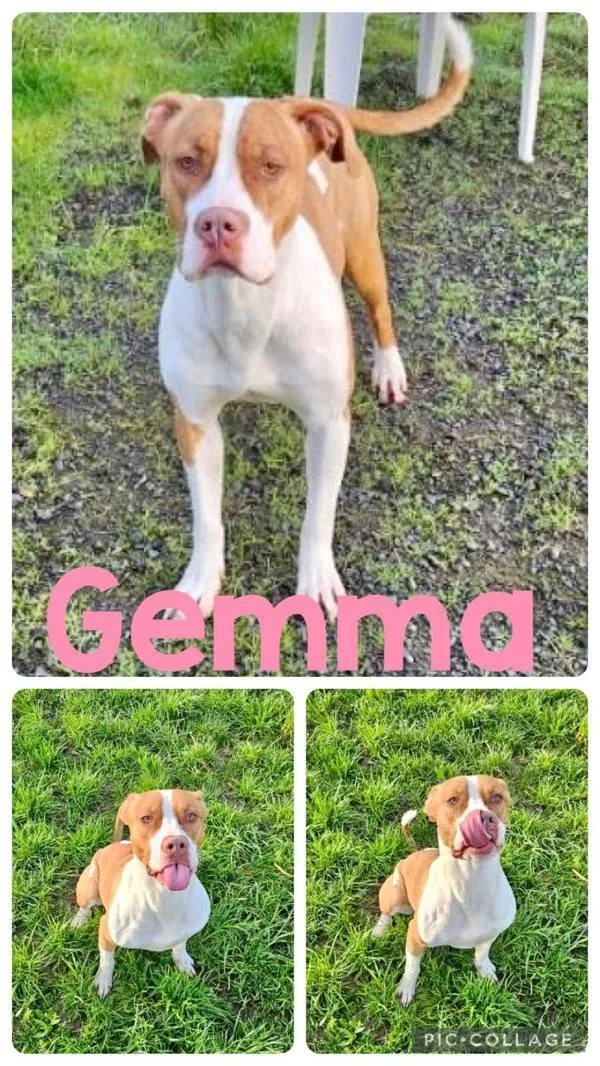 Gemma thumbnail 2