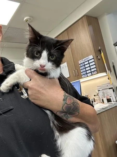 A young small-sized female Domestic Short Hair cat named Izzie for adoption in Tulare, CA