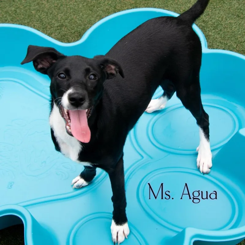 A baby small-sized female Black Hound dog named Ms. Agua for adoption in Parkersburg, WV