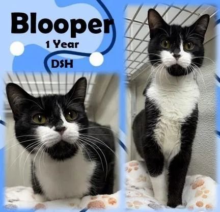 An adult medium-sized female Black & White / Tuxedo Domestic Short Hair cat named Blooper for adoption in Franklin, IN