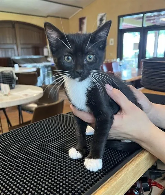 A baby small-sized female Domestic Short Hair cat named Trixie for adoption in Sacramento, CA