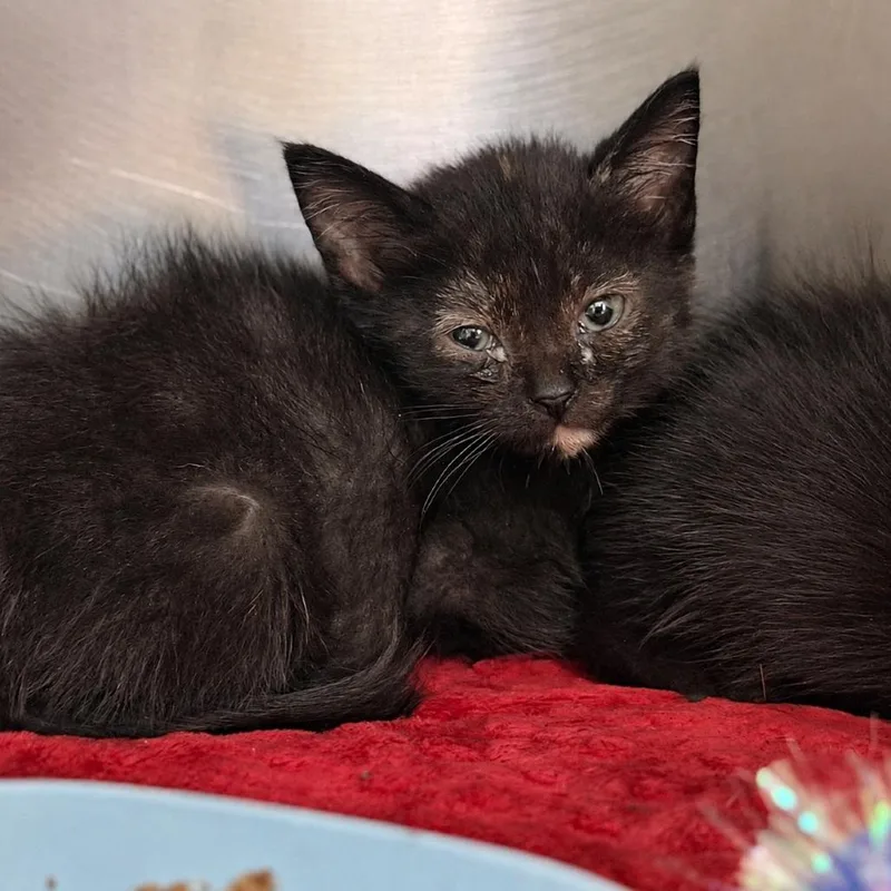 A baby small-sized female Black Domestic Short Hair cat named Rin for adoption in Fort Smith, AR