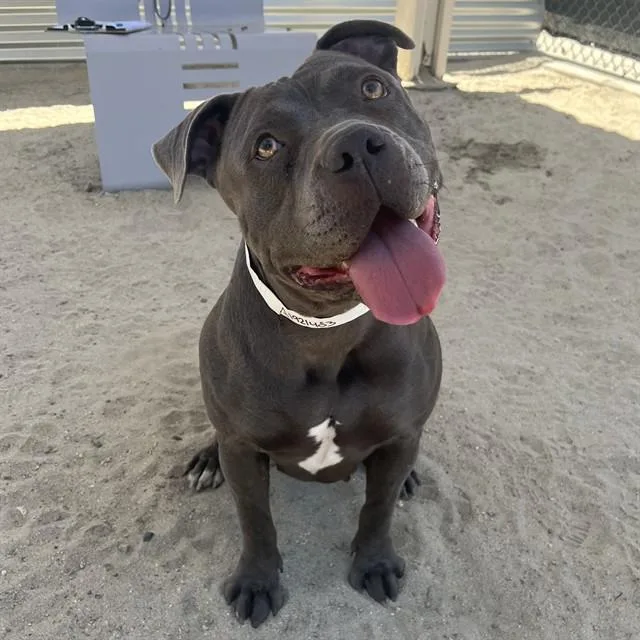 A young large-sized female Pit Bull Terrier dog named Peggy for adoption in Thousand Palms, CA