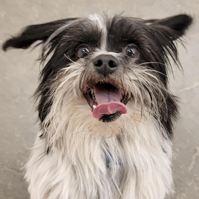 Cappuccino thumbnail 2