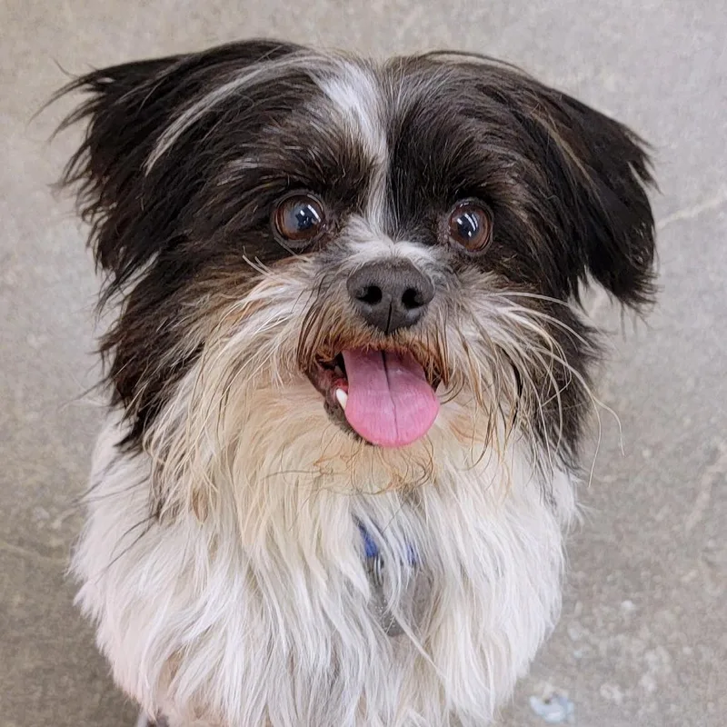 Cappuccino thumbnail 3