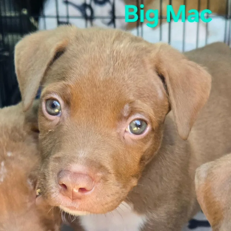 A baby medium-sized male Brown / Chocolate Pit Bull Terrier dog named Big Mac for adoption in Floresville, TX