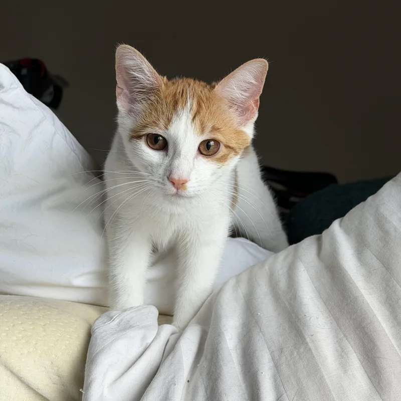 A baby medium-sized male Buff & White Domestic Short Hair cat named Raphael for adoption in Hudson, NY