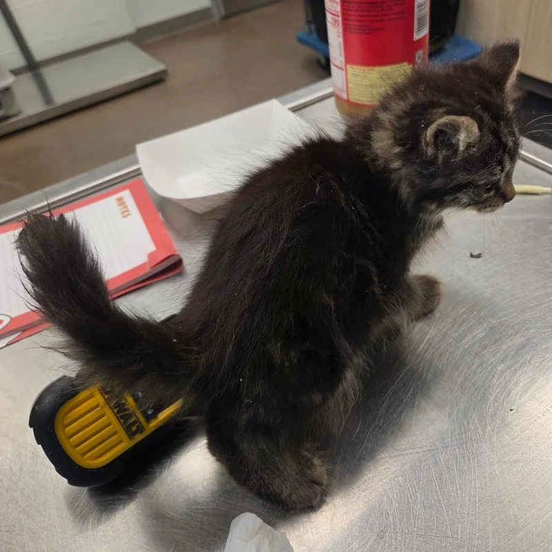 A baby small-sized male Brown / Chocolate Domestic Long Hair cat named Marluxia for adoption in Chattanooga, TN