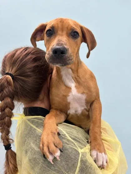 A young medium-sized female Retriever dog named Hollie for adoption in Gulfport, MS