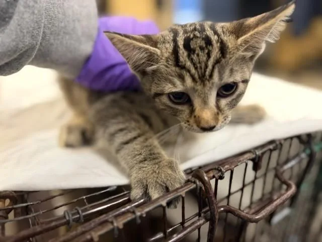 A baby small-sized female Domestic Short Hair cat named Trinity for adoption in Miami, FL
