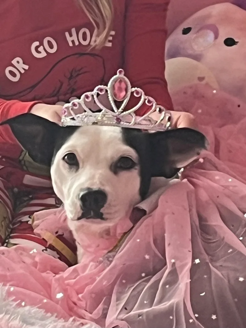 An adult medium-sized female Terrier dog named Sadie Mae for adoption in Luttrell, TN