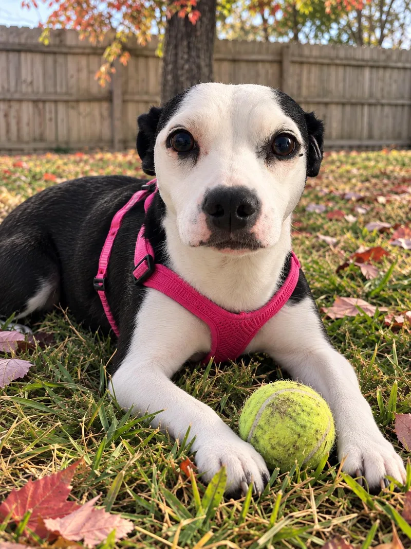 Sadie Mae thumbnail 2
