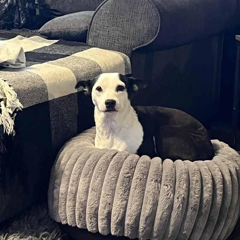 Sadie Mae thumbnail 5