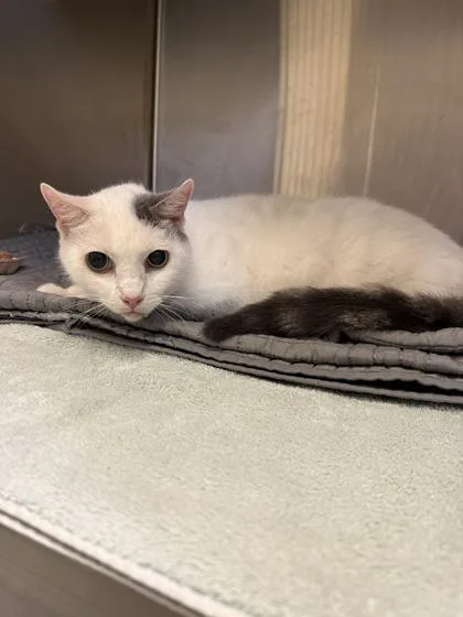 A senior medium-sized female Domestic Short Hair cat named Island for adoption in Independence, MO
