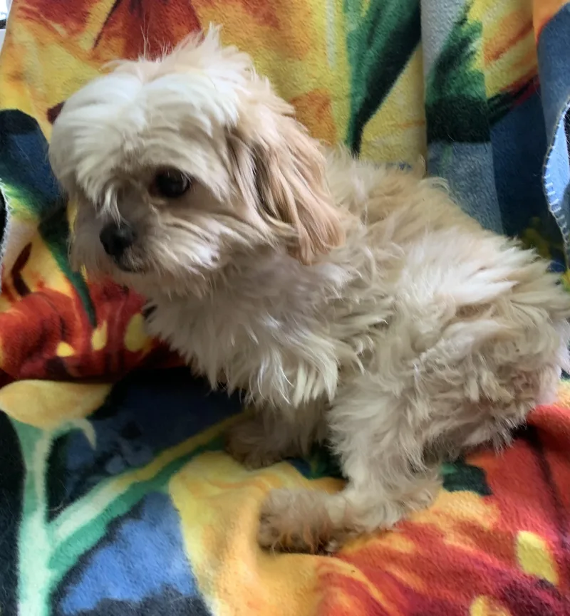 An adult small-sized male Yellow / Tan / Blond / Fawn Shih Tzu dog named Falkor for adoption in Massena, NY