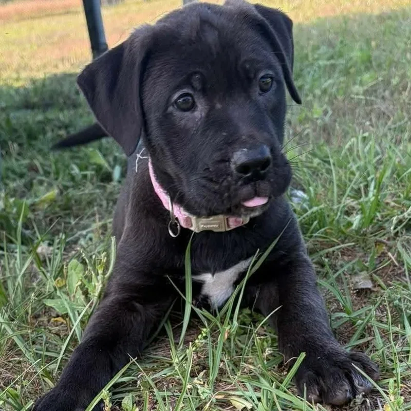 A baby small-sized female Black Labrador Retriever dog named Rizzo for adoption in Enterprise, AL
