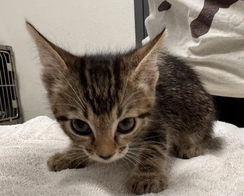 A baby small-sized male Domestic Short Hair cat named Chip for adoption in Chico, CA