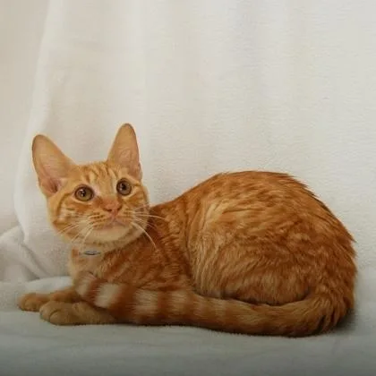 A baby medium-sized male American Shorthair cat named Garfield for adoption in Danbury, CT