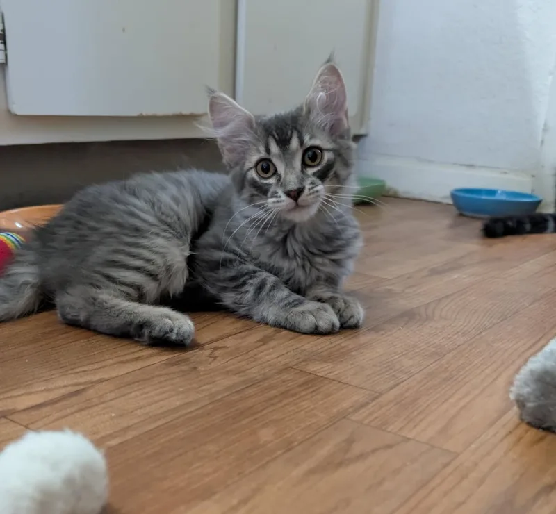 ChiChi thumbnail 3