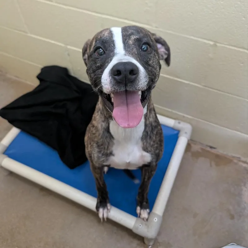 A young medium-sized male Brindle Boxer dog named Jack for adoption in Fredericksburg, TX