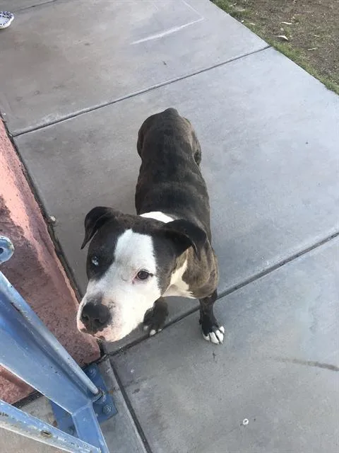 An adult large-sized male Pit Bull Terrier dog named Dimitri for adoption in Tucson, AZ