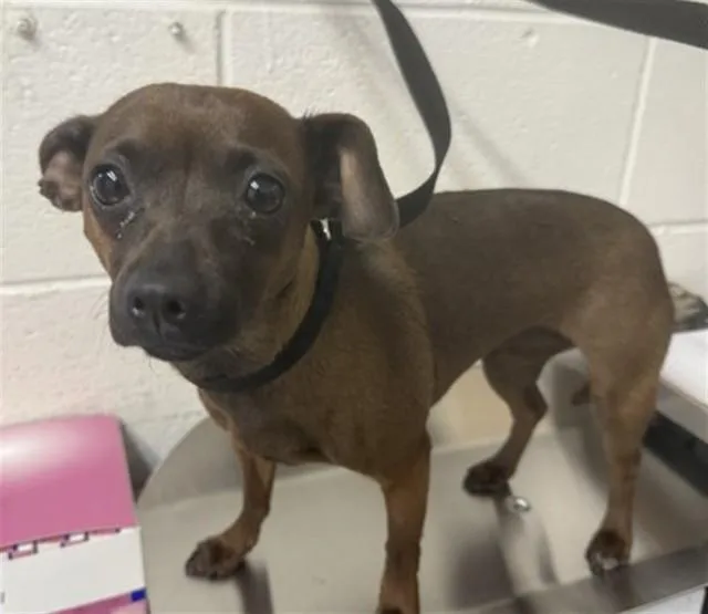 A young small-sized female Chihuahua dog named Dixie for adoption in San Bernardino, CA