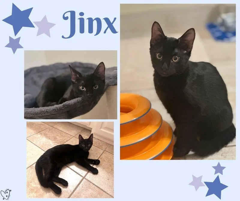 A baby medium-sized male Black Domestic Short Hair cat named Jinx for adoption in Trophy Club, TX
