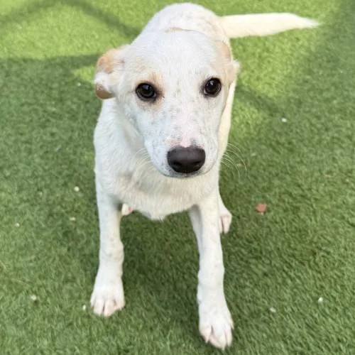 A young small-sized male Mixed Breed dog named Billy for adoption in Groton, CT