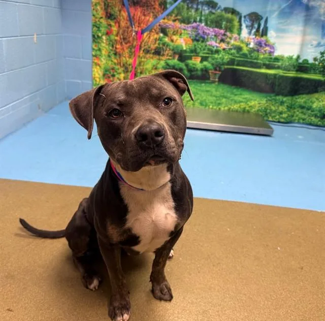 An adult large-sized male Pit Bull Terrier dog named A for adoption in Moreno Valley, CA