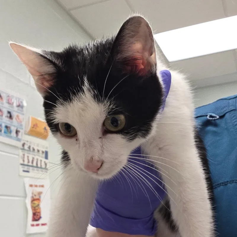 A baby small-sized female Black Domestic Short Hair cat named Peanuts for adoption in Chattanooga, TN